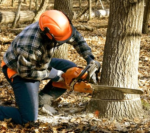 Tree Removal in Bledsoe, TX